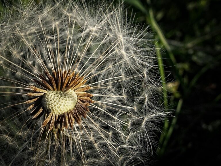 brown and white pollen