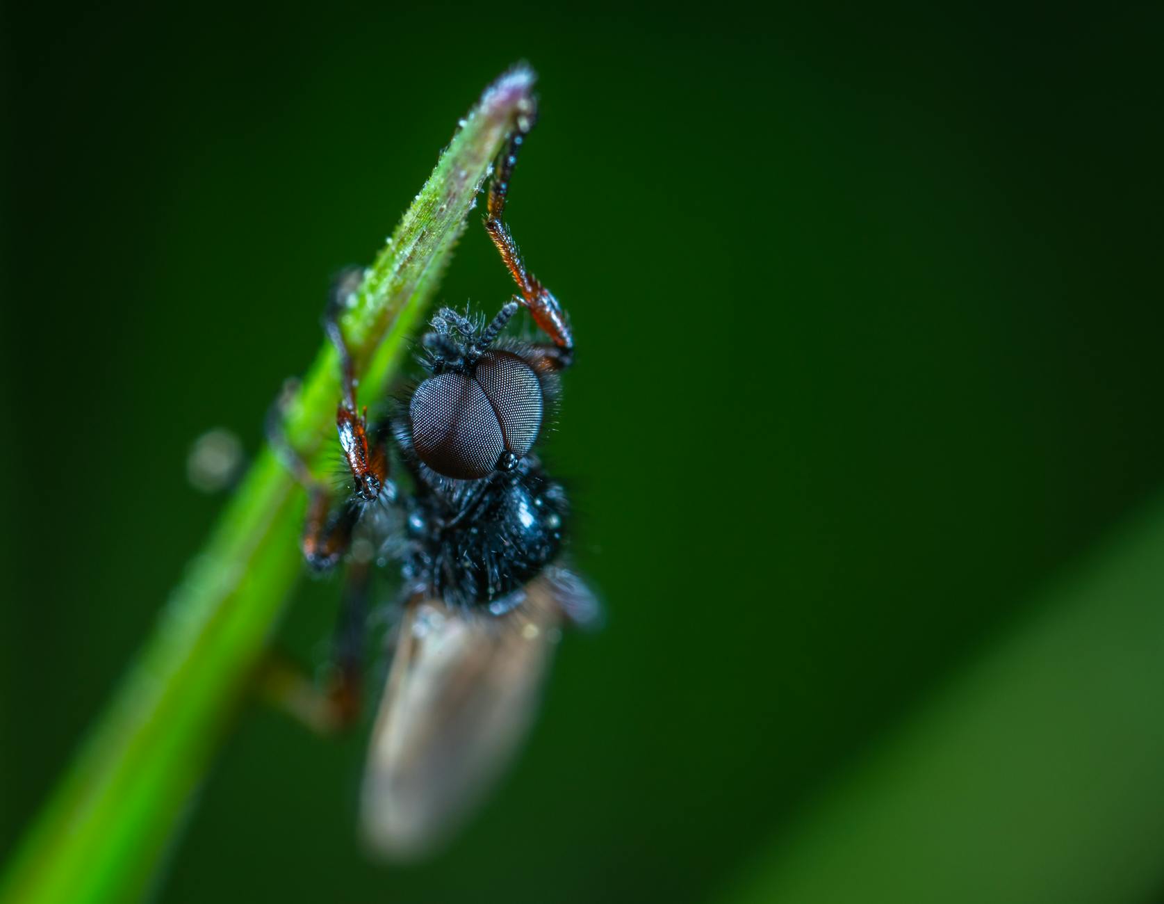 close up photography of black insect