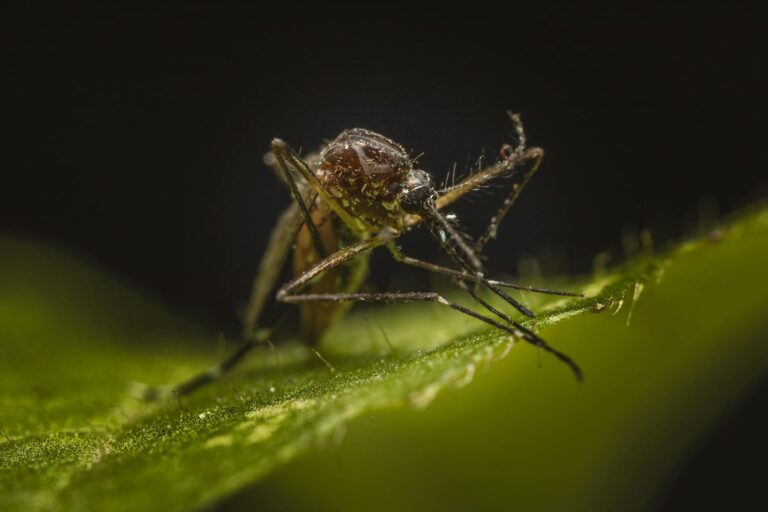 close up of a mosquito on green leaf