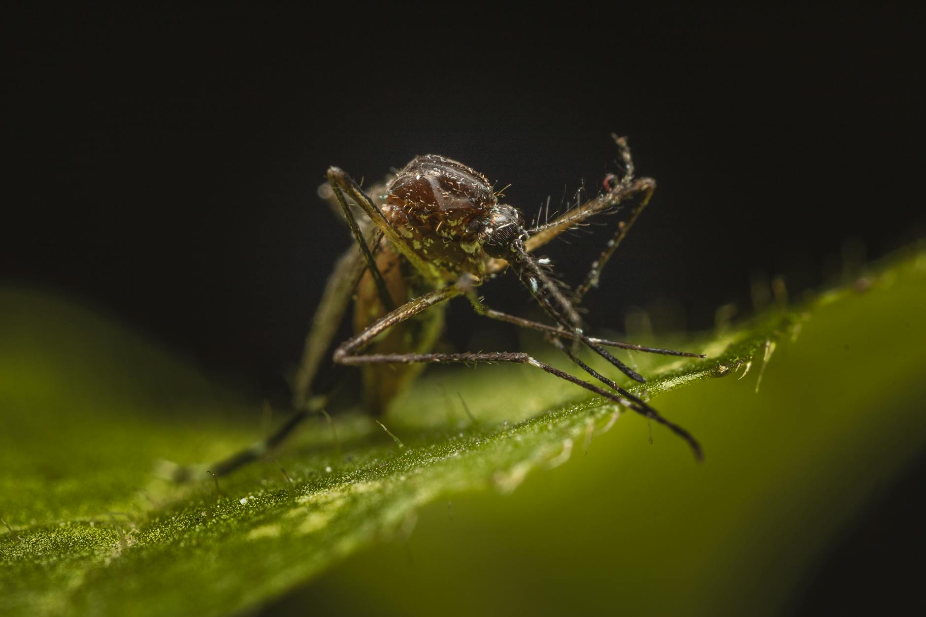close up of a mosquito on green leaf