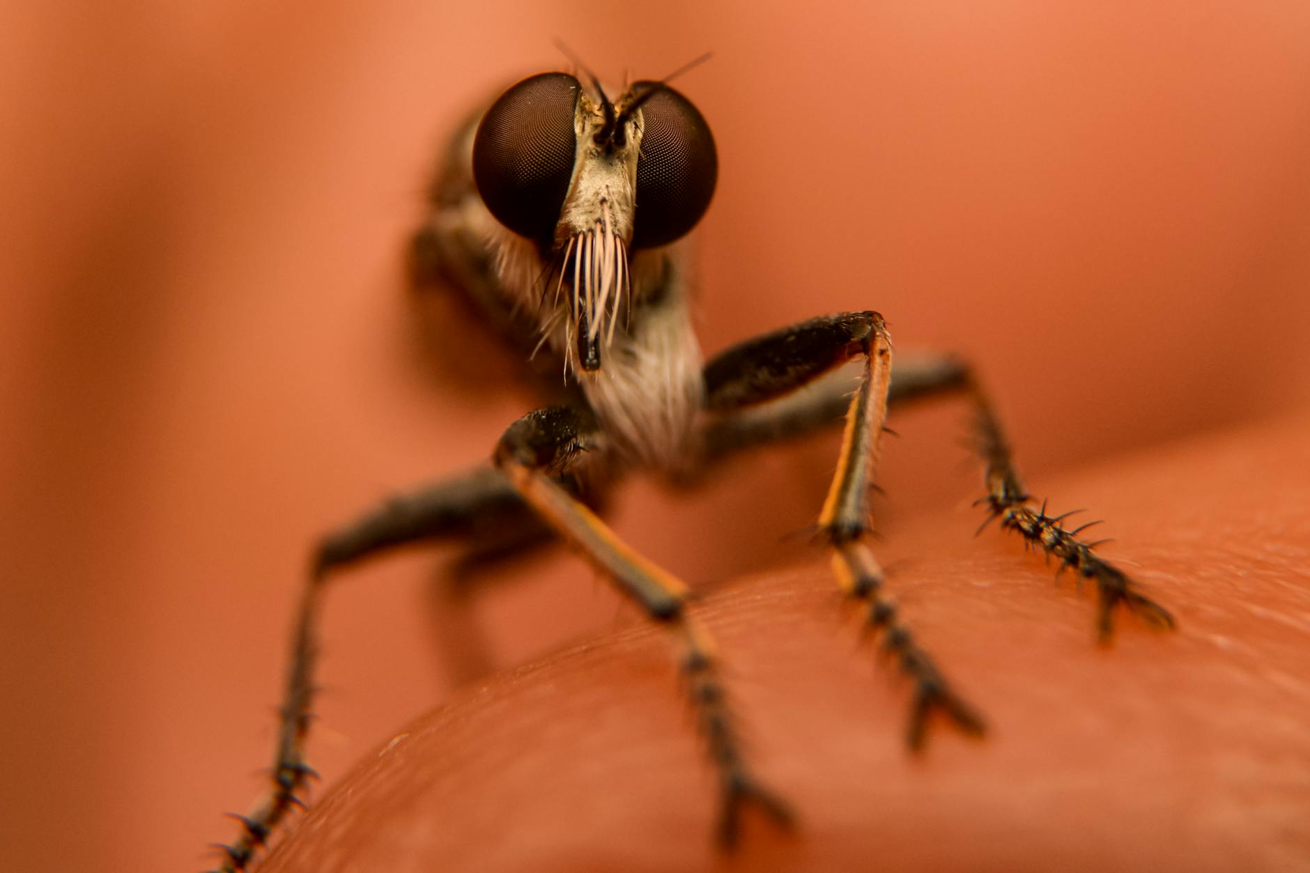 macro shot of a robber fly on human skin