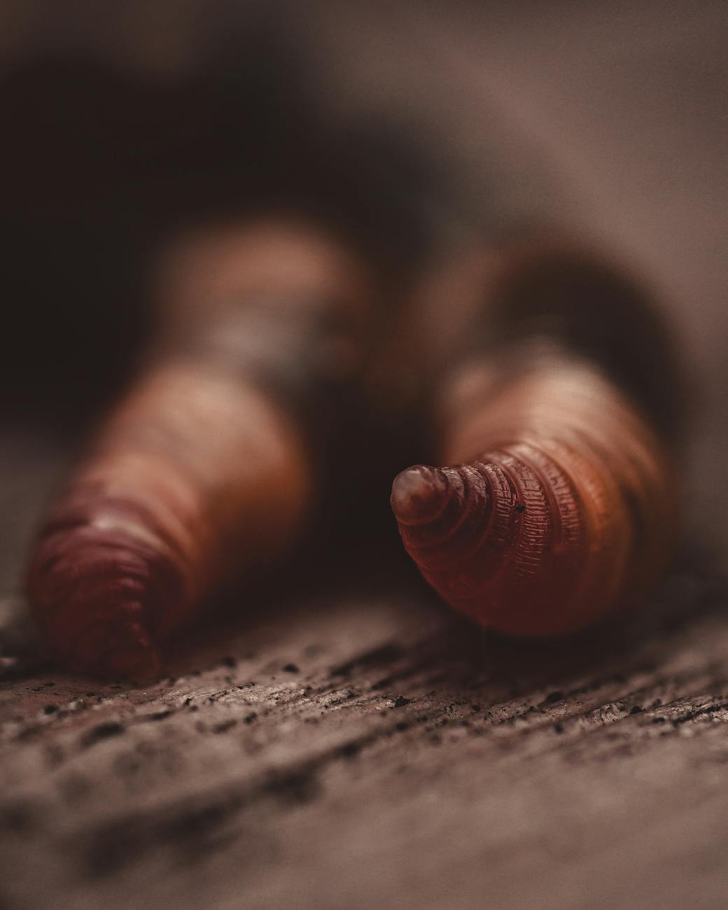 worms in close up shot