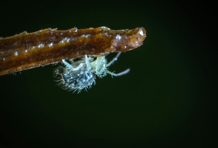 tilt shift lens photography of gray insect