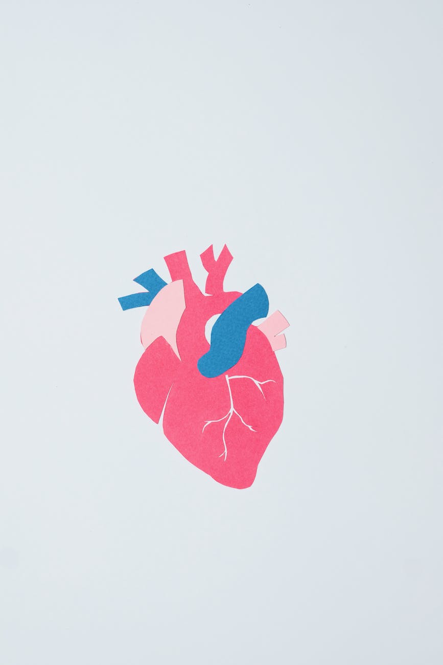 an illustration of a heart